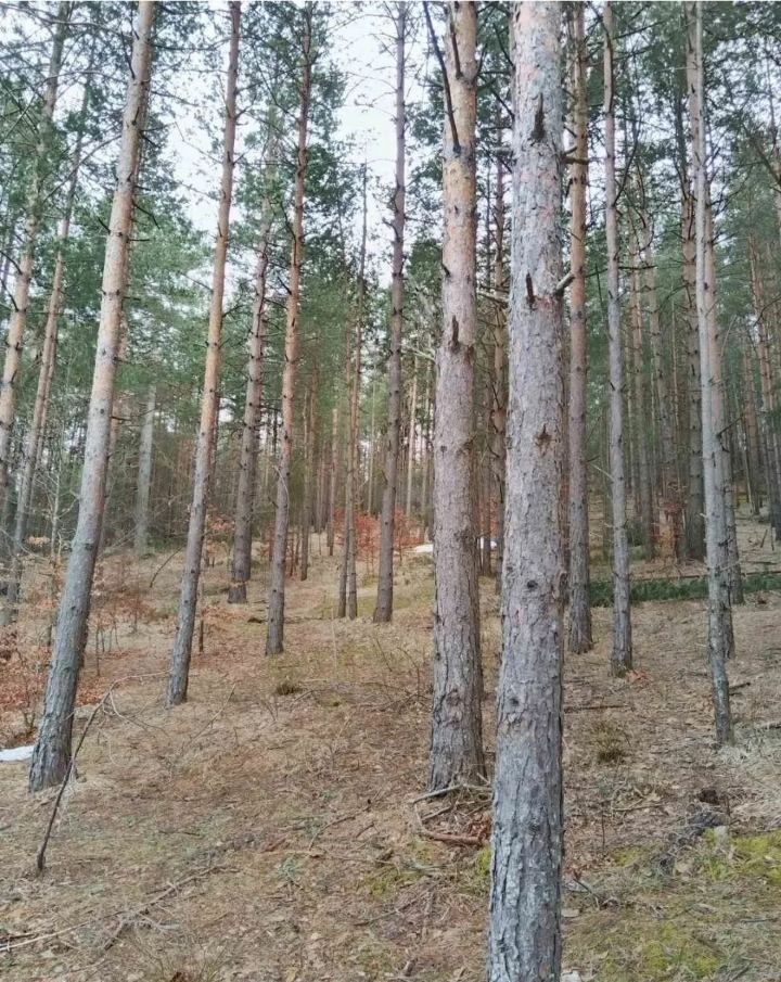 Plac na prodaju Zlatibor-Vodice