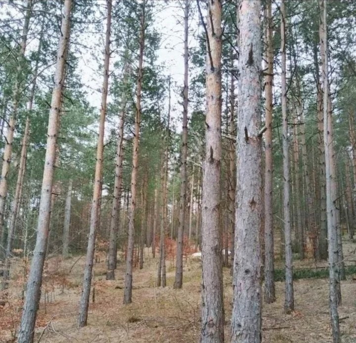 Plac na prodaju Zlatibor-Vodice