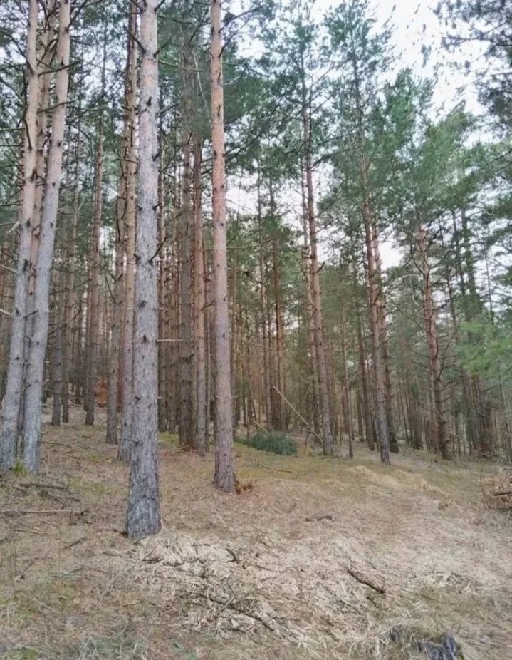 Plac na prodaju Zlatibor-Vodice