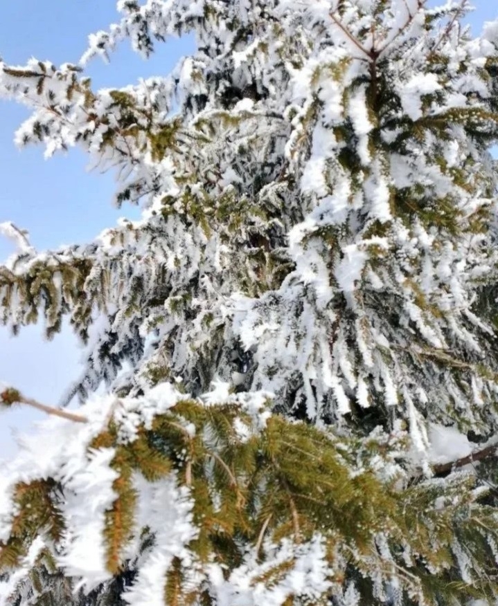 Plac na prodaju Zlatibor-Vodice
