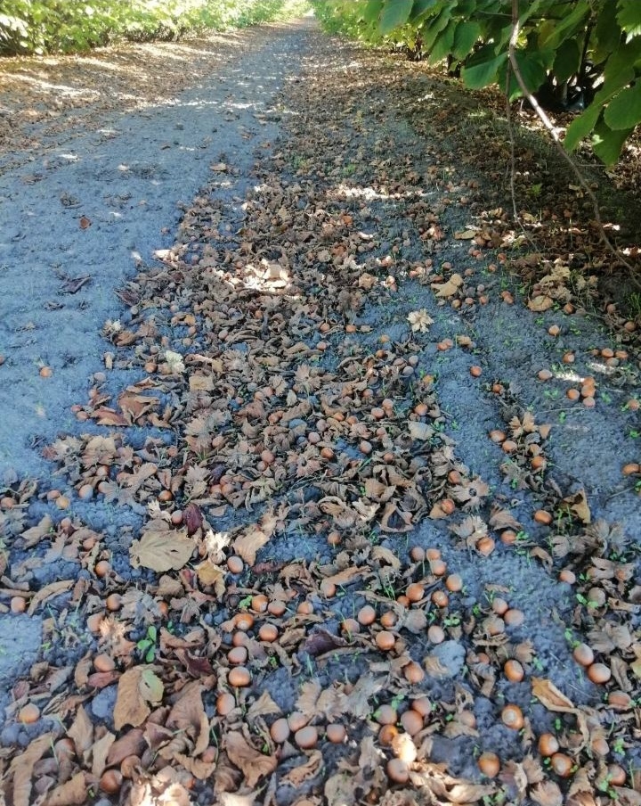 Prodajem zasad lesnika