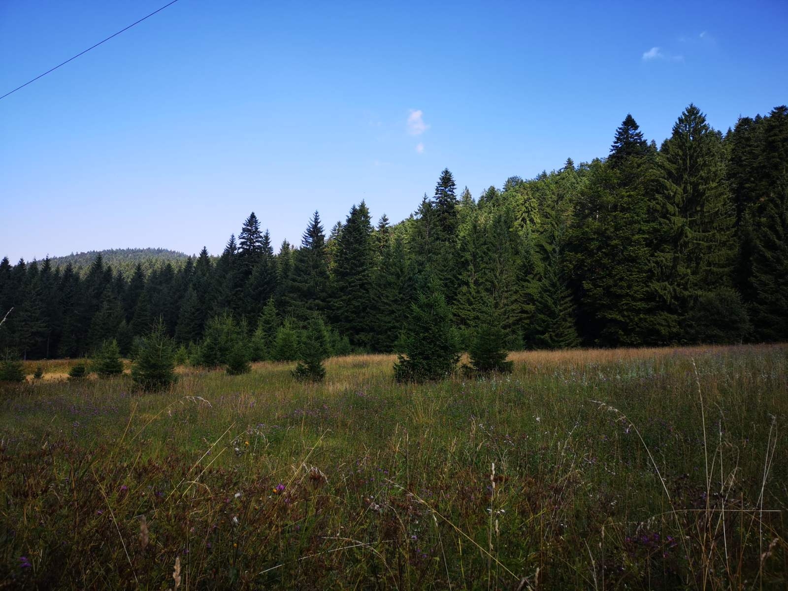Na prodaju dva placa u blizini Mitrovca na Tari