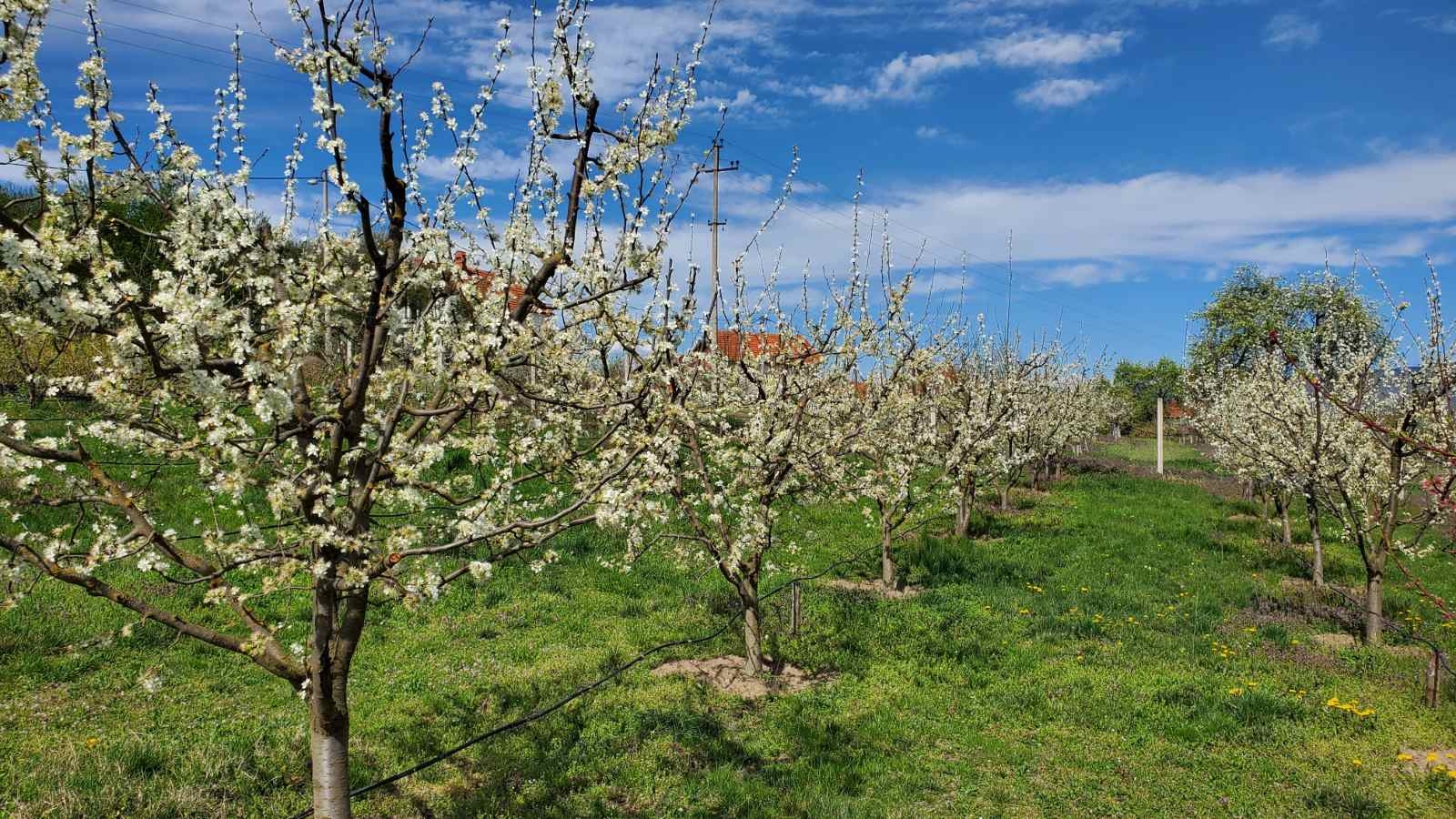 Prodajem kucu sa plantazom Žbevac-Bujanovac