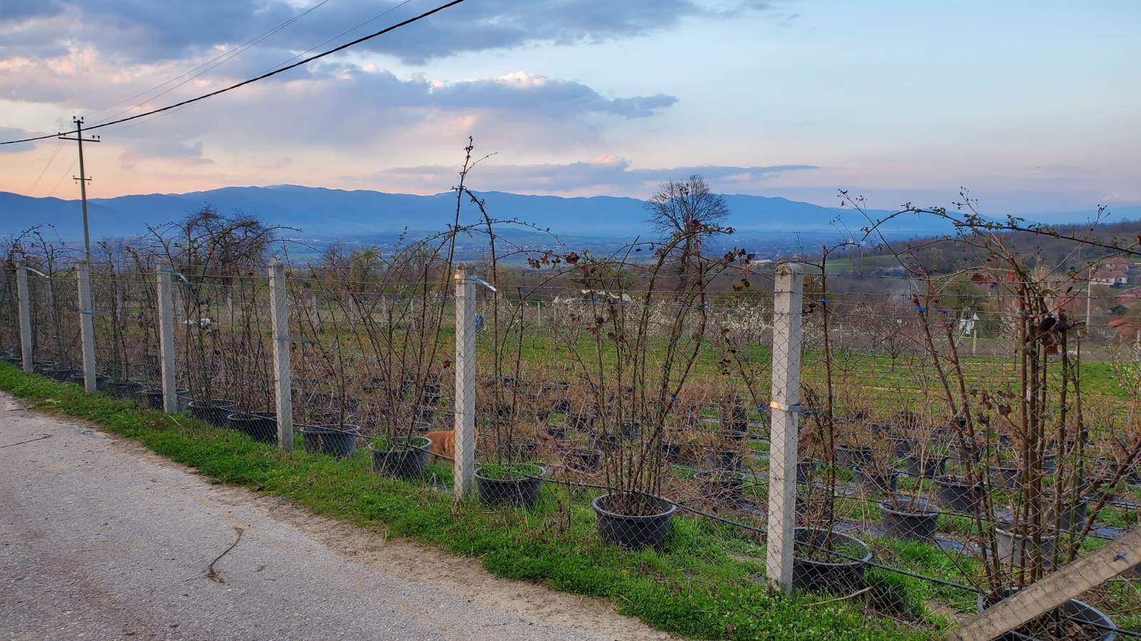 Prodajem kucu sa plantazom Žbevac-Bujanovac