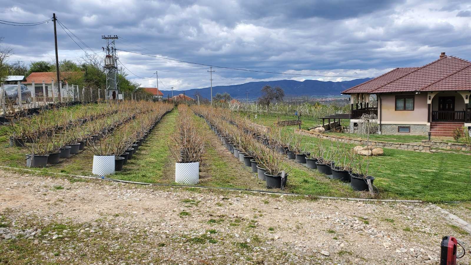 Prodajem kucu sa plantazom Žbevac-Bujanovac