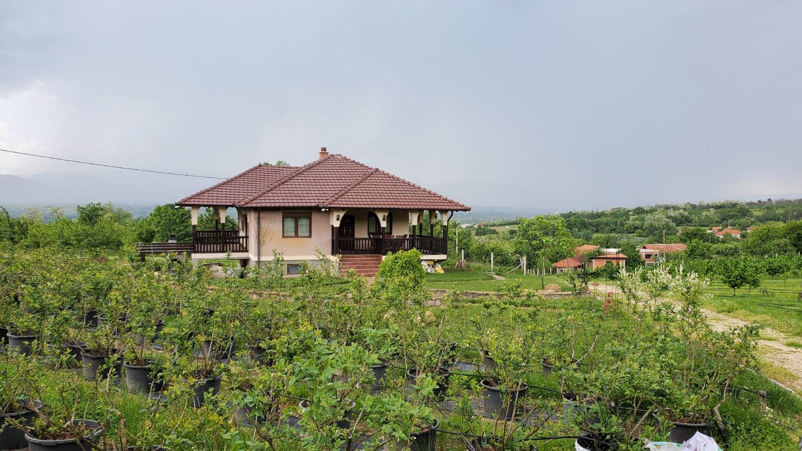 Prodajem kucu sa plantazom Žbevac-Bujanovac