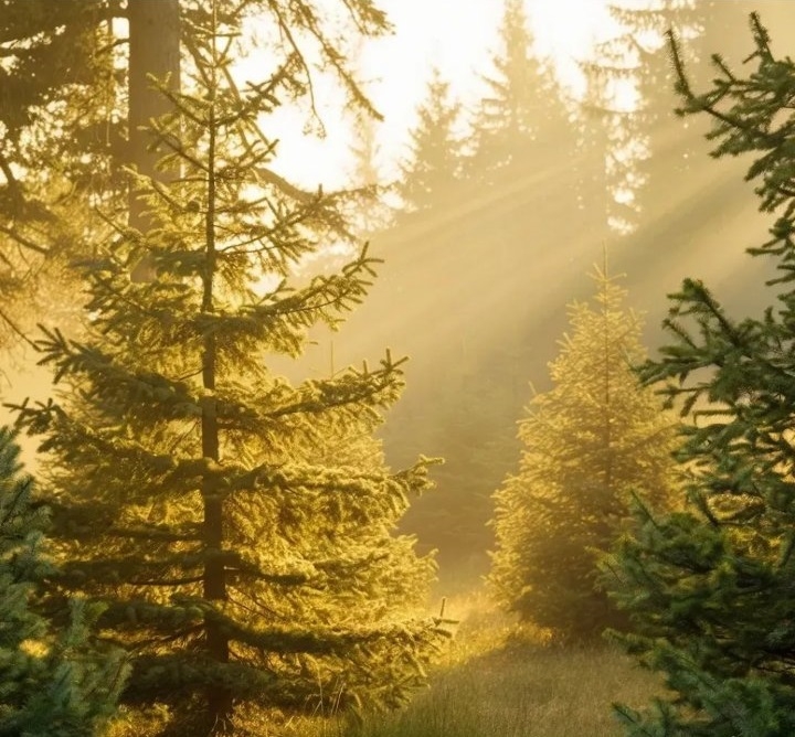 Tara-parcela na prodaju