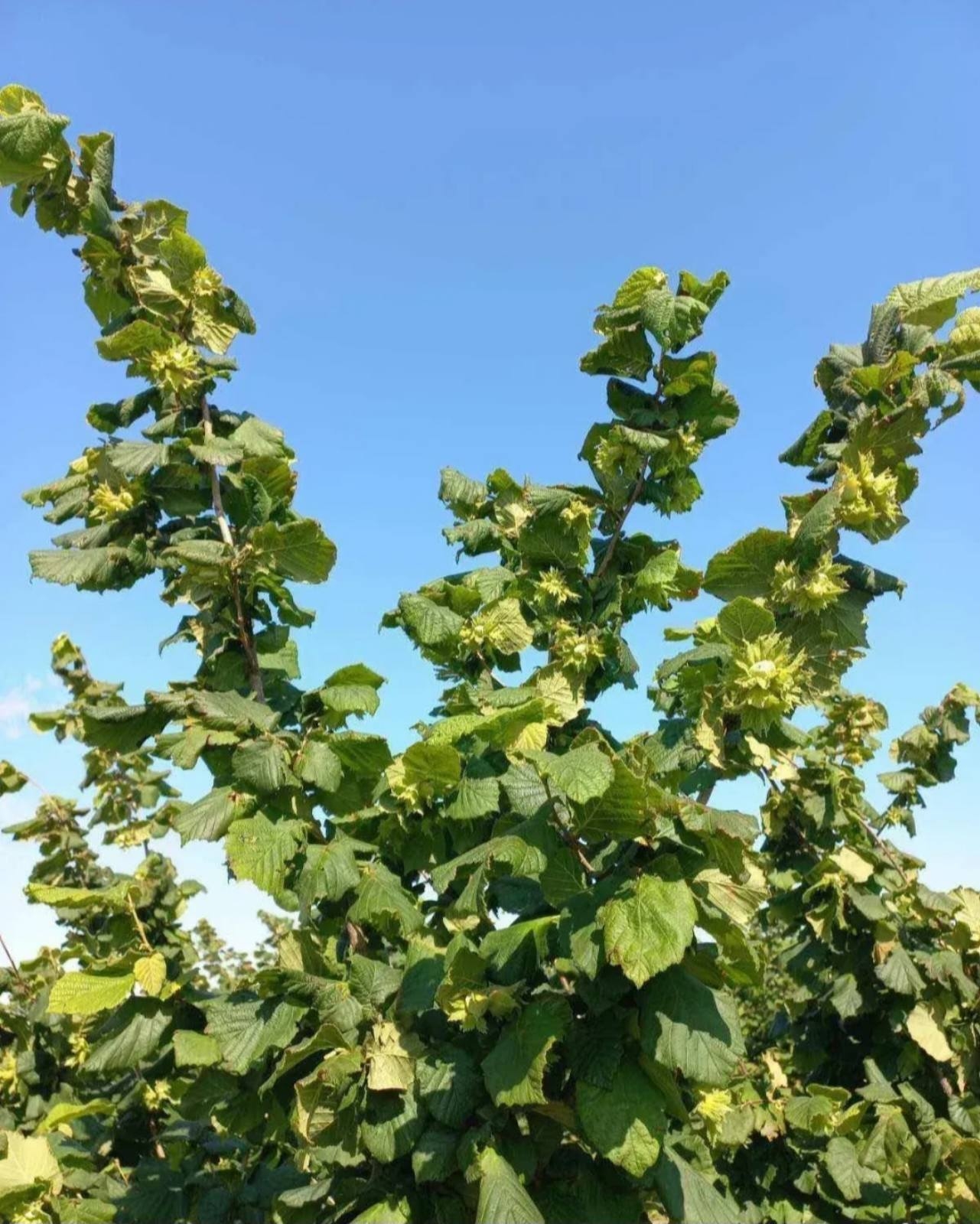 Plantaža lešnika-Sremska Mitrovica-Ležimir 378ari