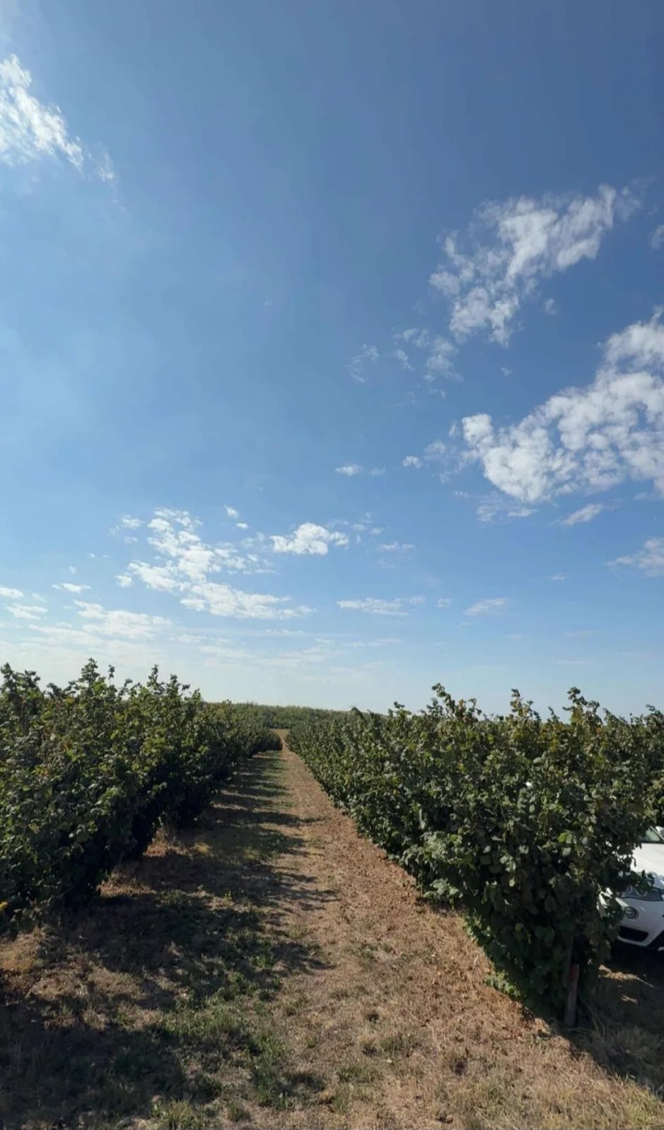 Plantaža lešnika-Sremska Mitrovica-Ležimir 378ari