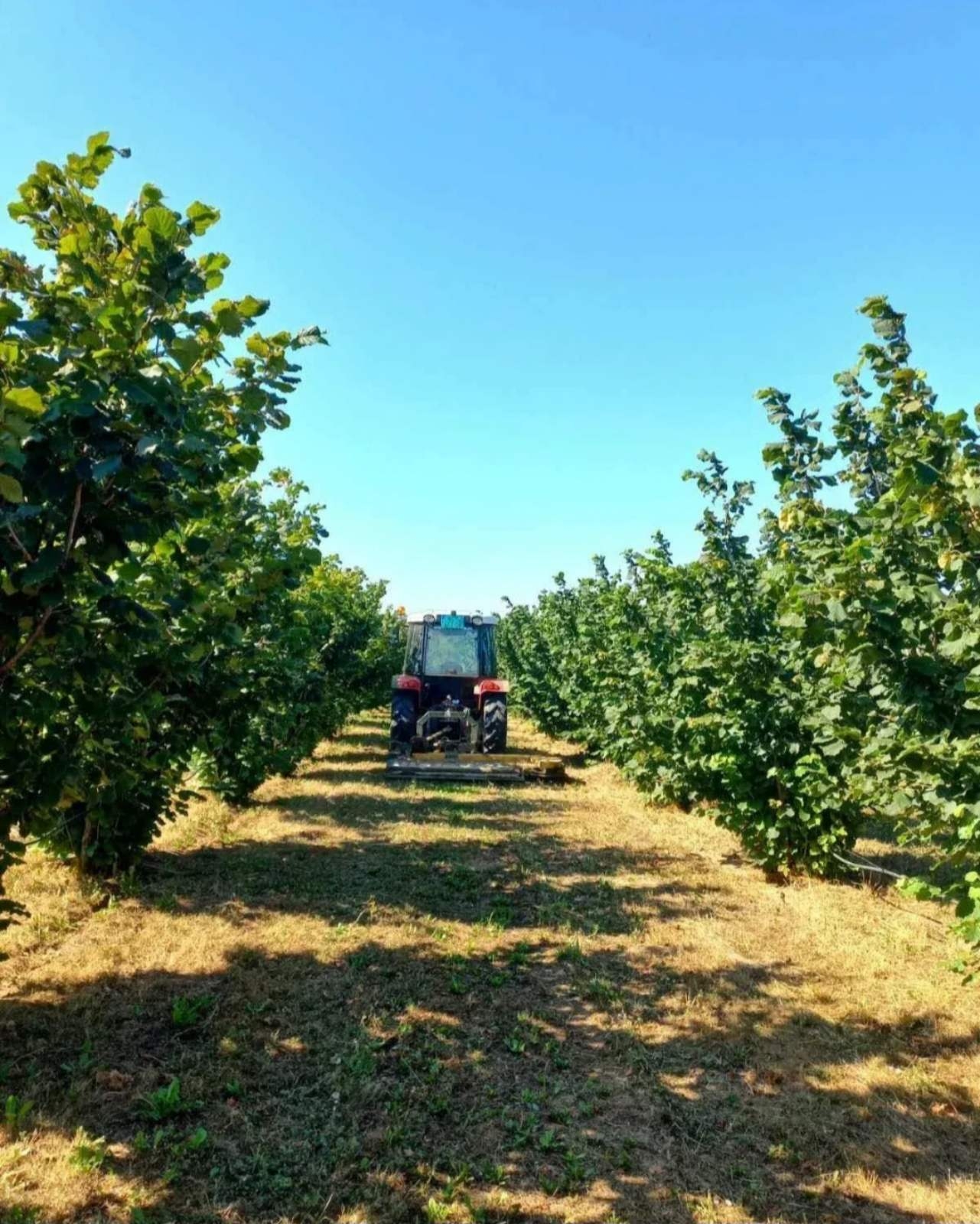 Plantaža lešnika-Sremska Mitrovica-Ležimir 378ari