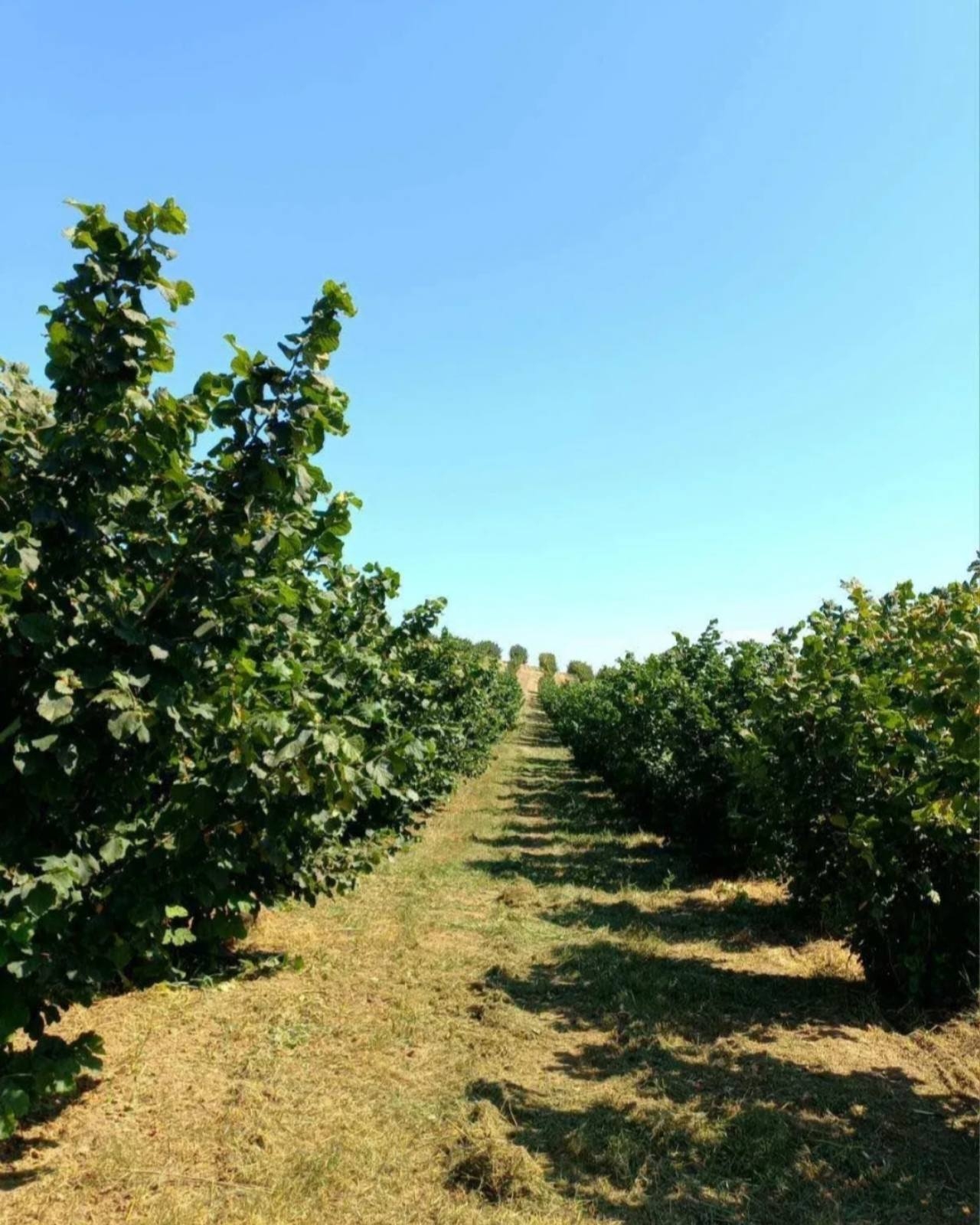 Plantaža lešnika-Sremska Mitrovica-Ležimir 378ari