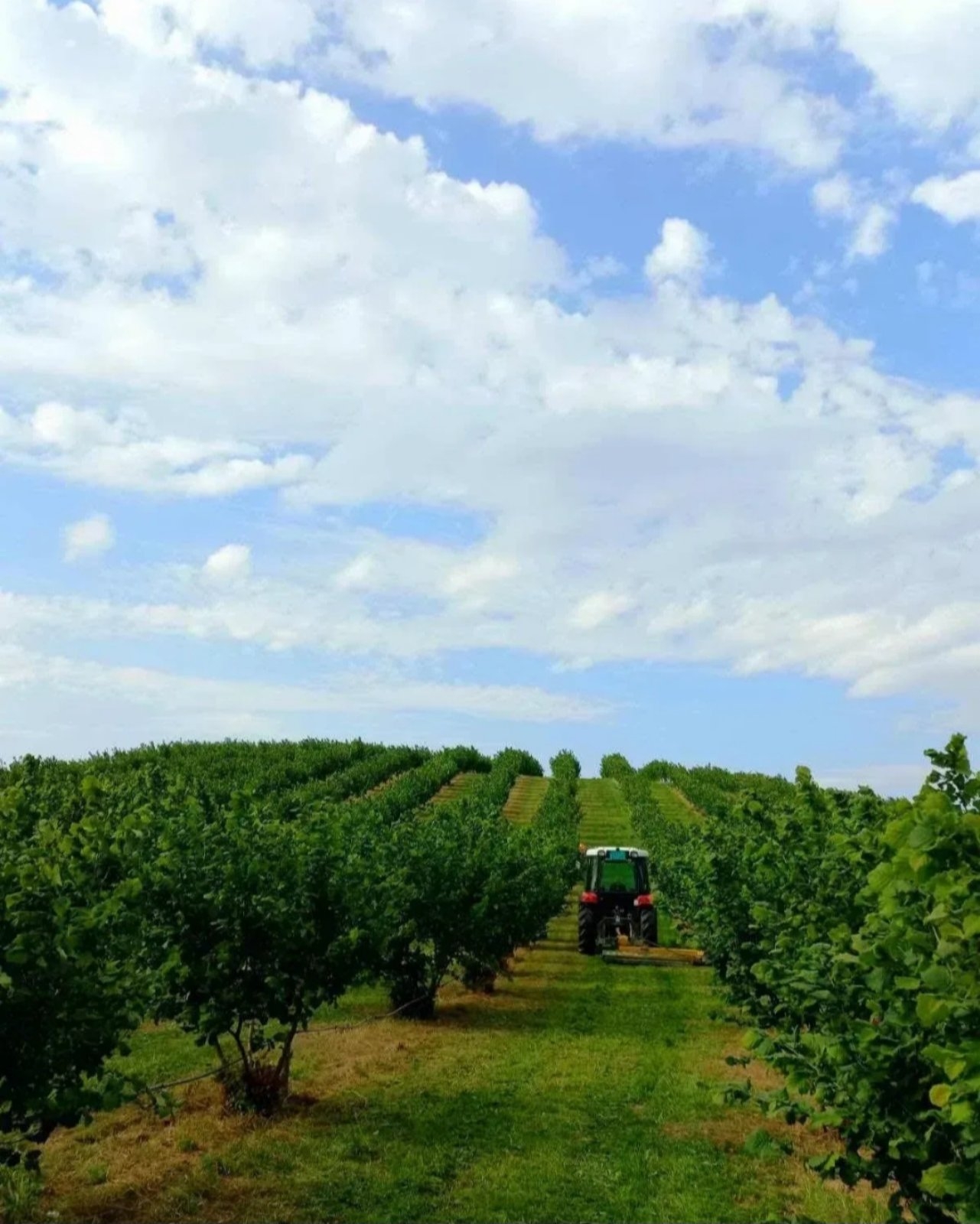 Plantaža lešnika-Sremska Mitrovica-Ležimir 378ari
