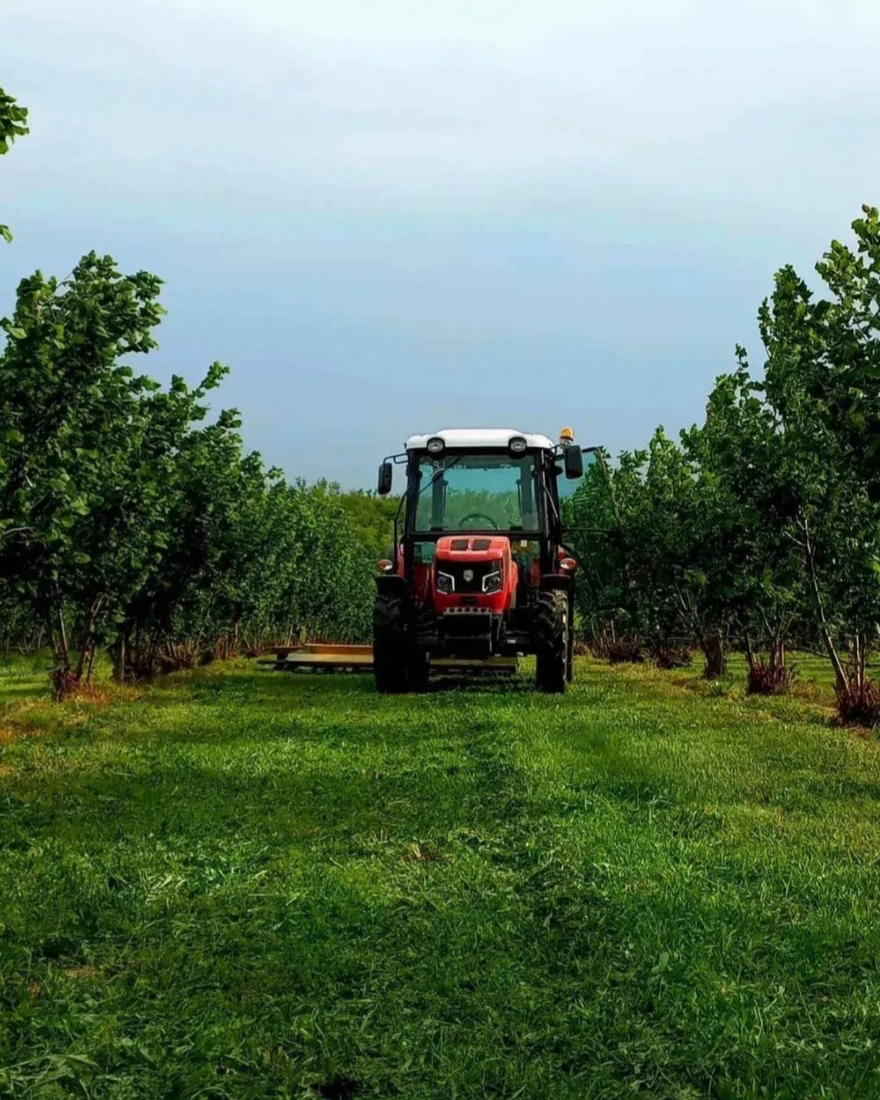 Plantaža lešnika-Sremska Mitrovica-Ležimir 378ari