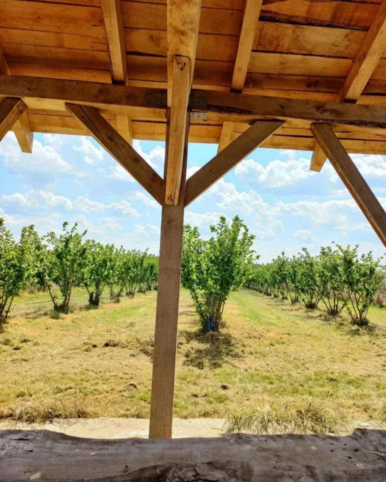 Plantaža lešnika-Sremska Mitrovica-Ležimir 378ari