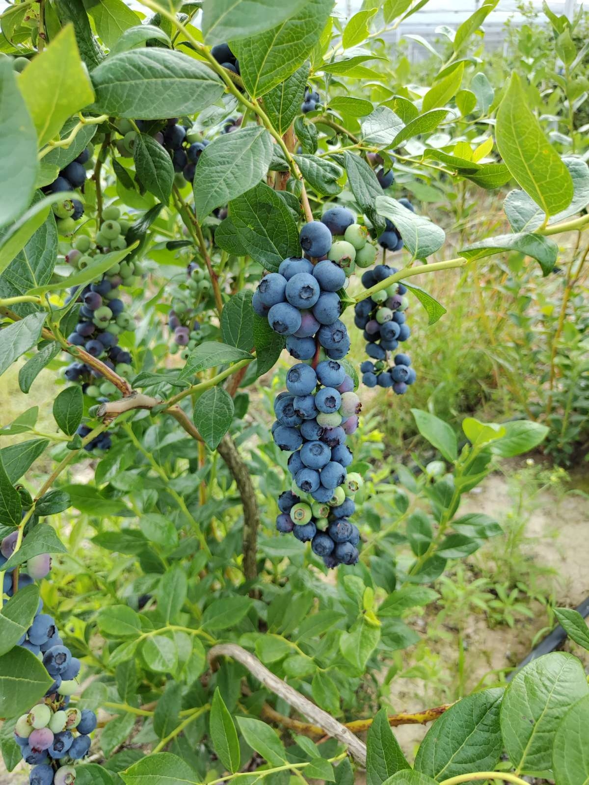 Prodajem zasad borovnice Šabac-Varna