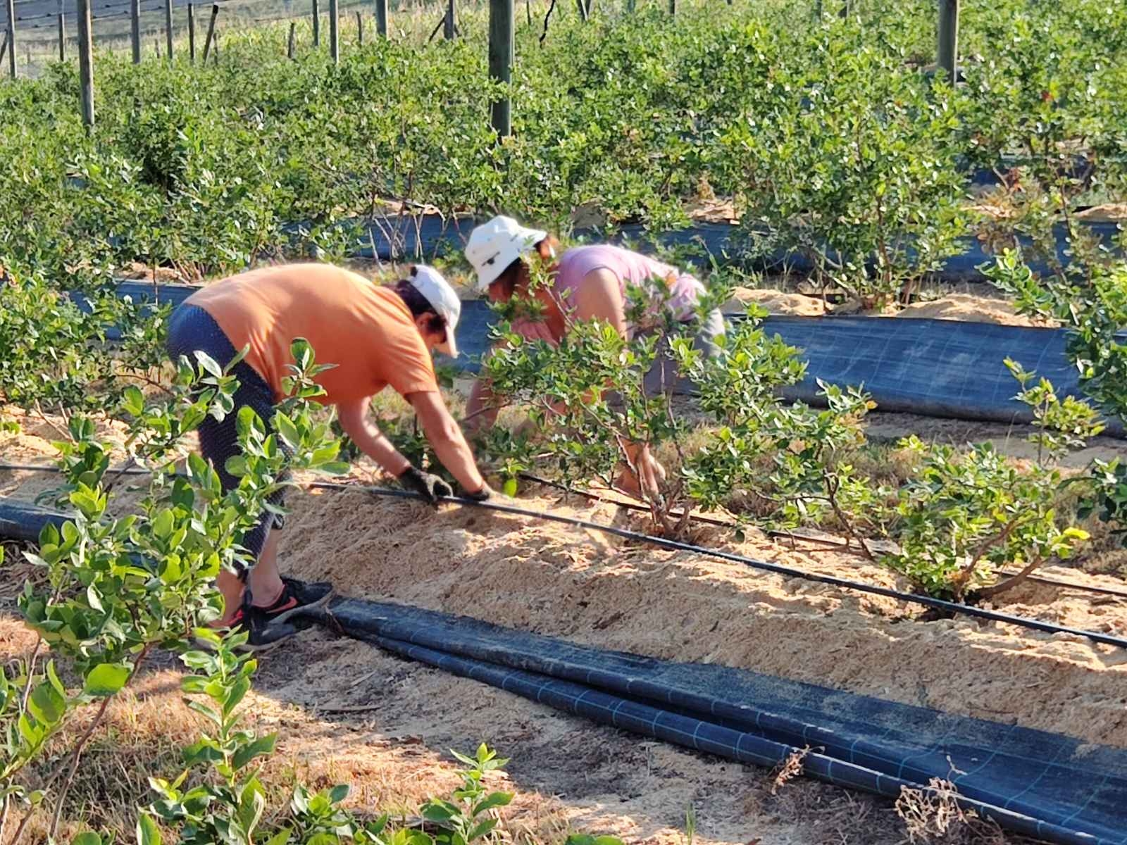 Prodajem zasad borovnice Šabac-Varna