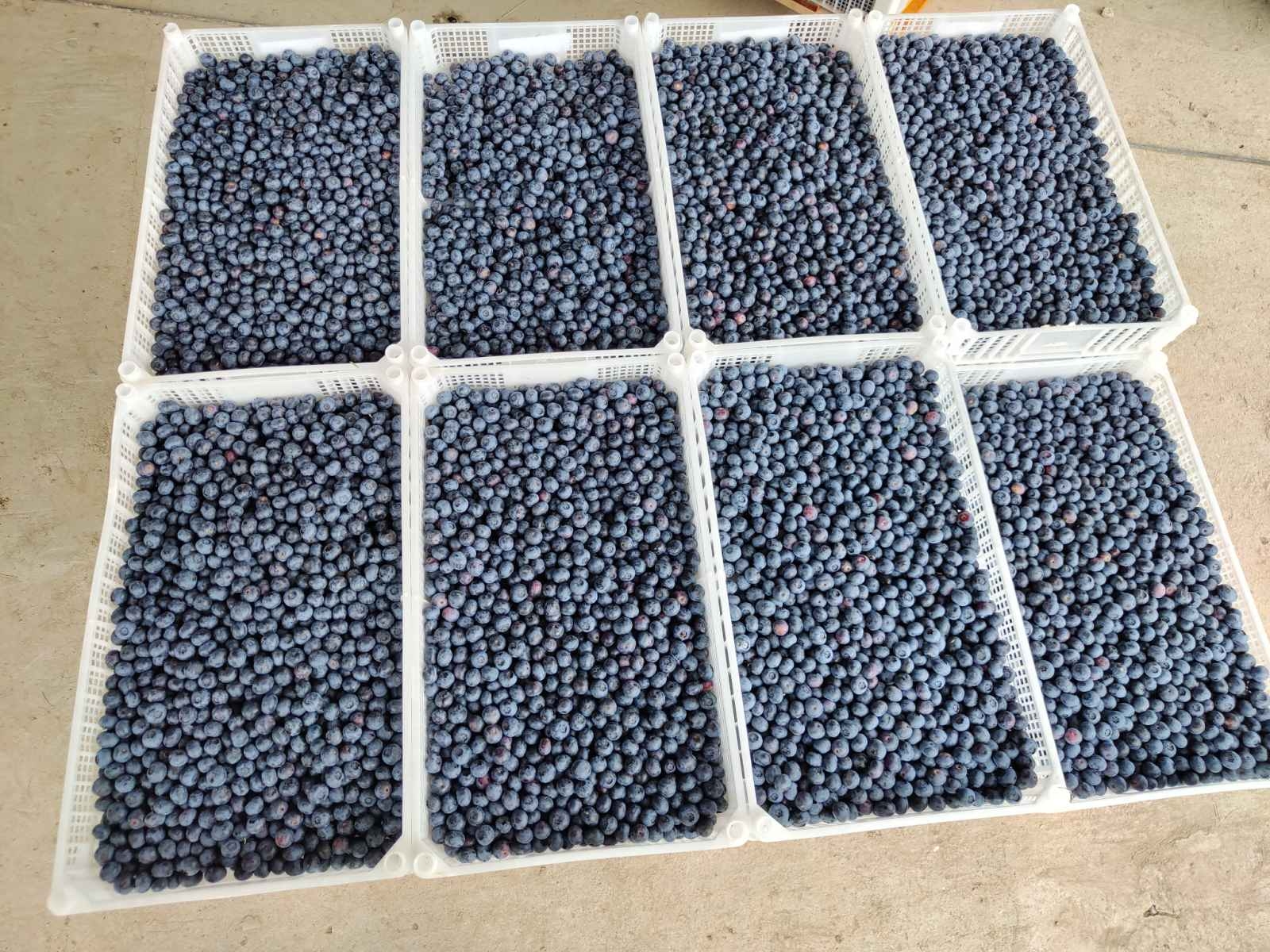 Prodajem zasad borovnice Šabac-Varna