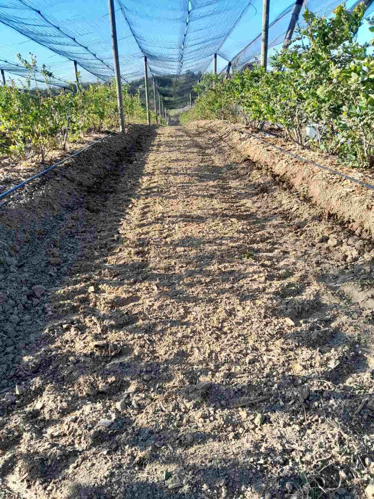 Prodajem zasad borovnice Šabac-Varna