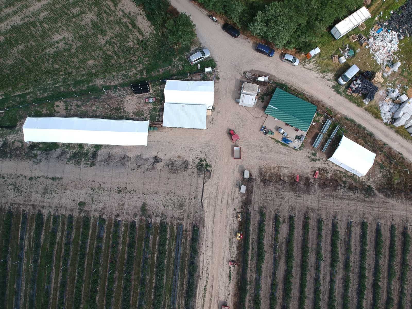 Prodajem zasad borovnice Šabac-Varna