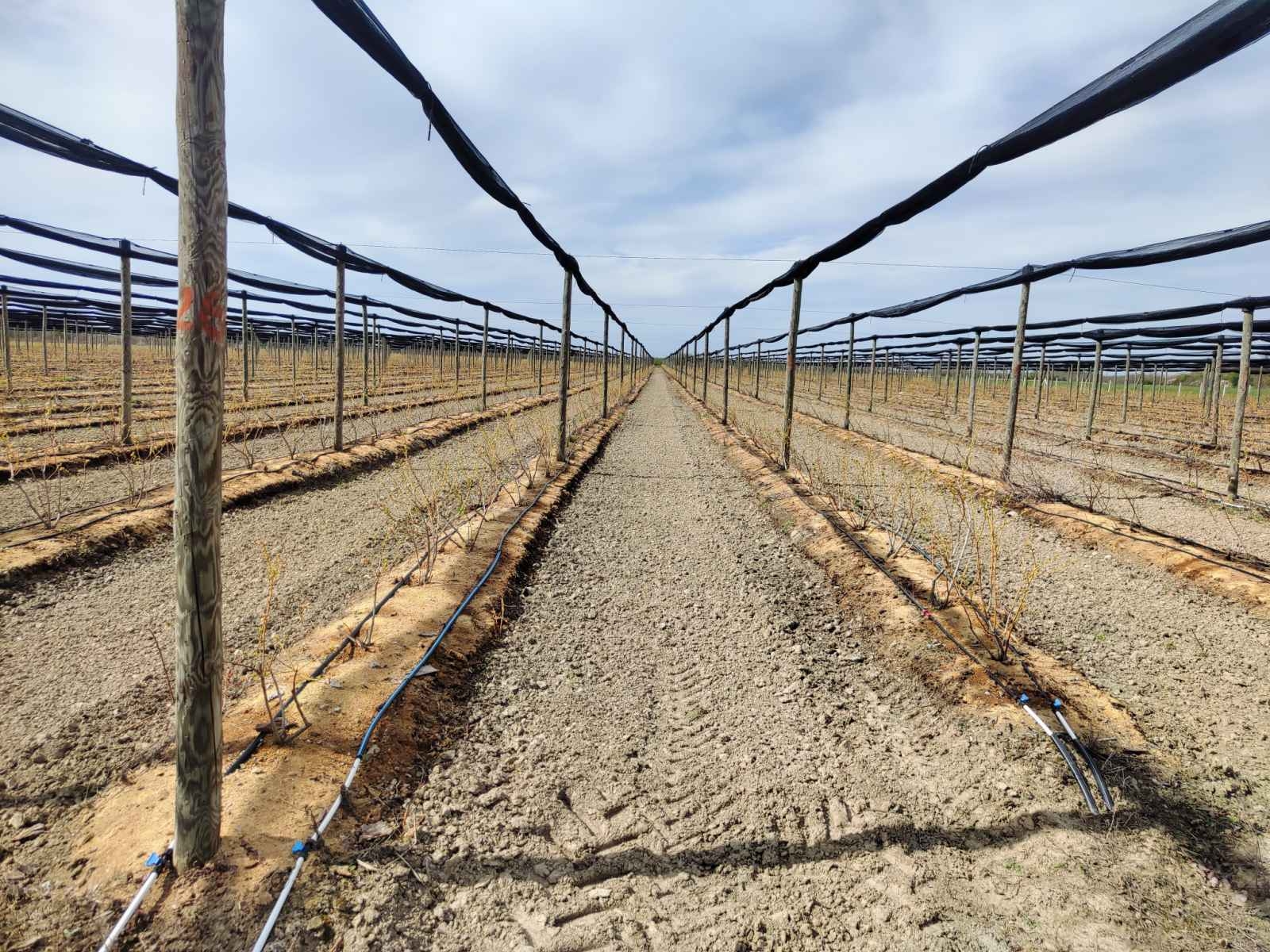 Prodajem zasad borovnice Šabac-Varna