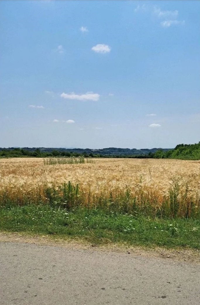 Njiva Barajevo-Veliki Borak