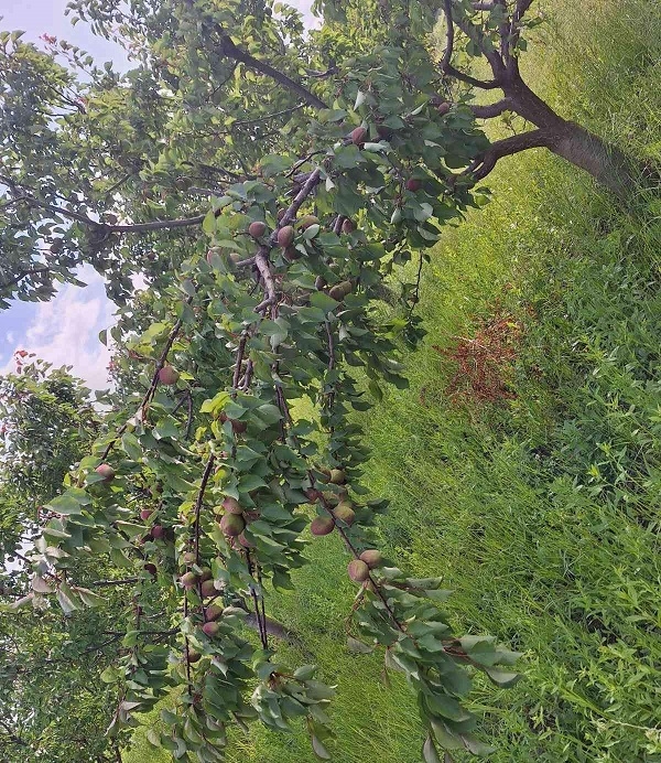 Prodajem plac-zemlju LUX zona