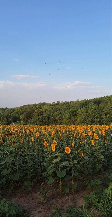Prodajem plac-zemlju LUX zona