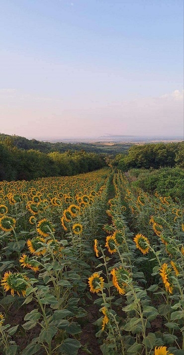 Prodajem plac-zemlju LUX zona