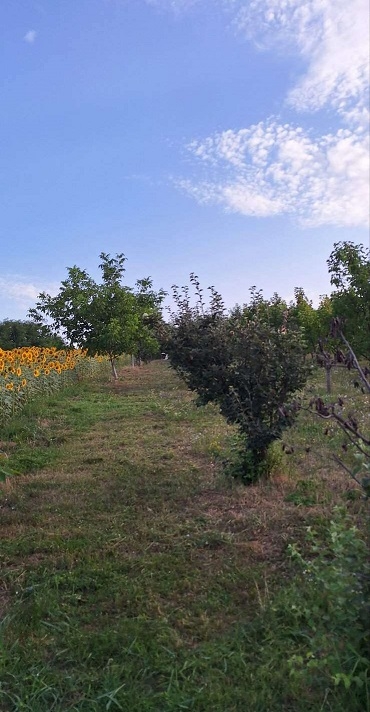Prodajem plac-zemlju LUX zona