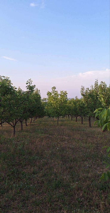 Prodajem plac-zemlju LUX zona
