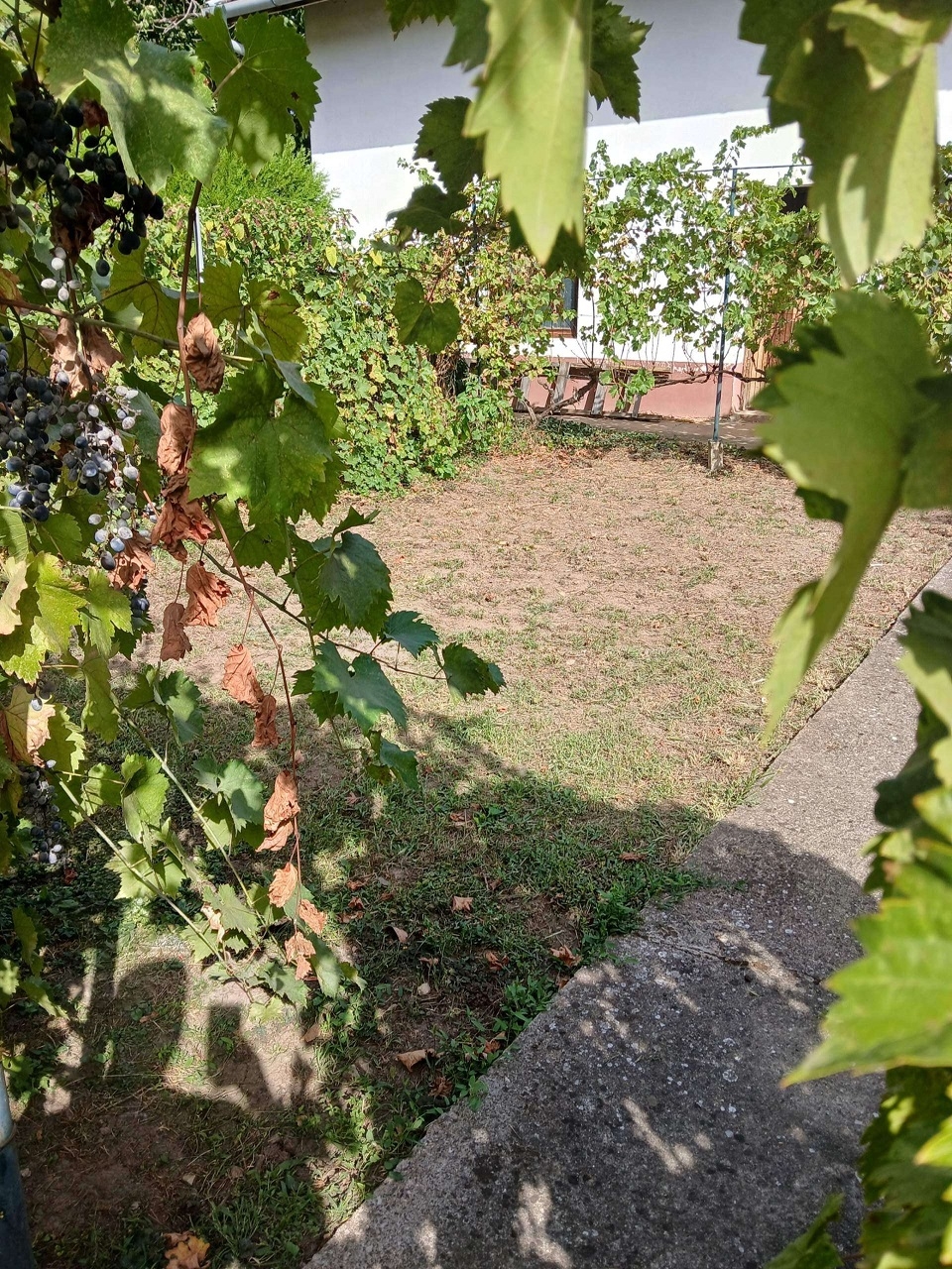 Prodajem kucu u Backoj Topoli