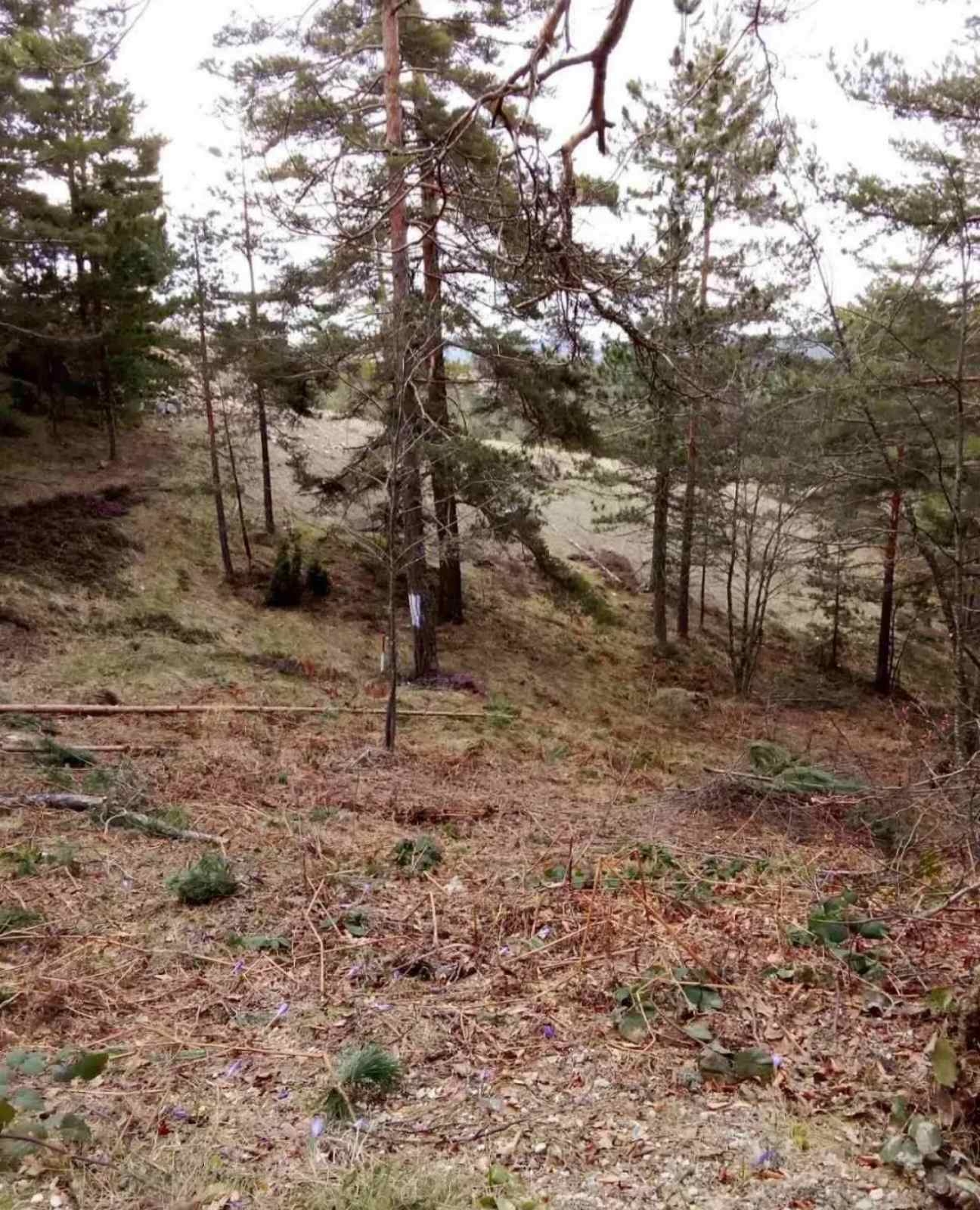 Prodajem plac na Divčibarama