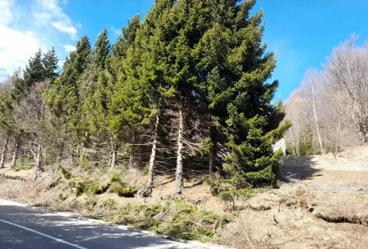 Prodaja parcela na Goliji
