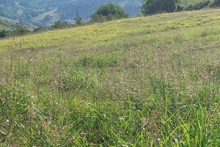Placevi na prodaju Beočin-Šakotinac