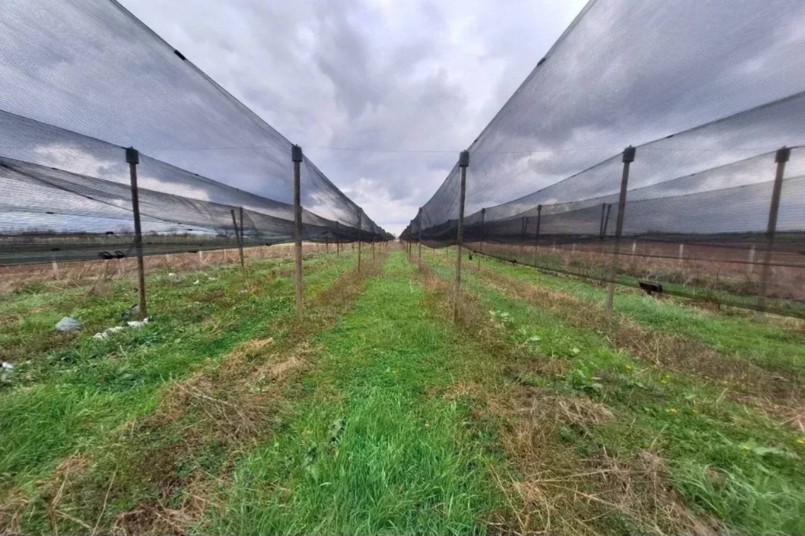 Poljoprivredno zemljiste na prodaju Šabac-Zminje