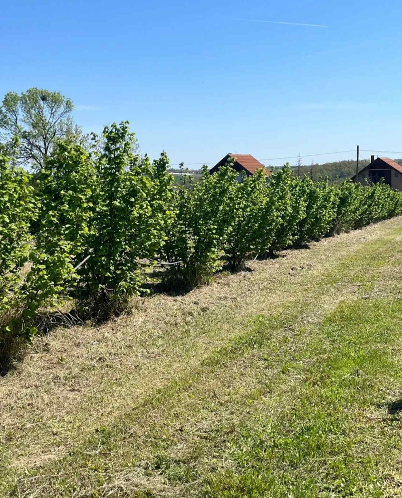 Zasad lešnika-Vladimirci,Trbušac