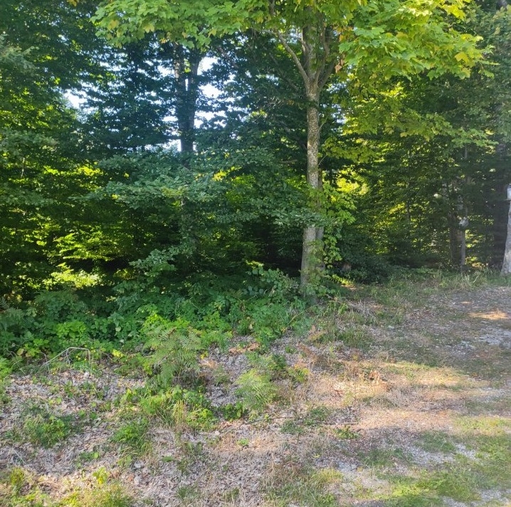 Prodajem plac na planini Goč